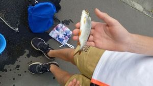 Roach