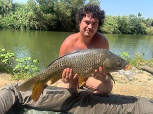 Common Carp