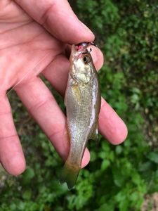 Largemouth Bass