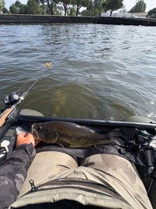 Largemouth Bass