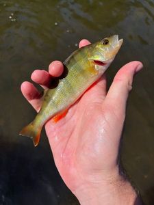 European Perch