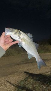 European Bass (Seabass)