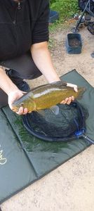 Tench