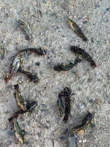 Black Bullhead