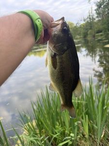 Largemouth Bass