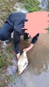 Common Bream