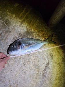 Gilthead Seabream