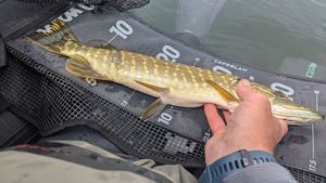 Northern Pike