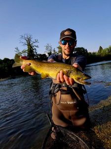 Brown Trout