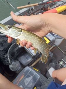 Northern Pike