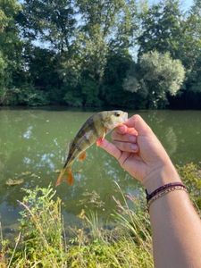 European Perch
