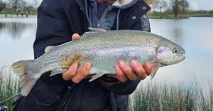 Rainbow Trout
