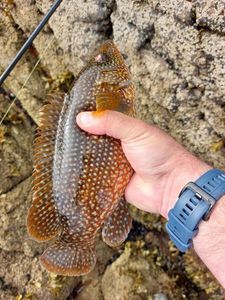 Ballan Wrasse