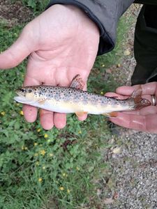 Brown Trout