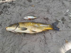 Common Carp