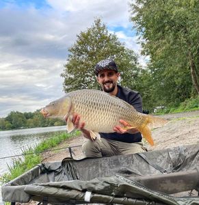 Common Carp