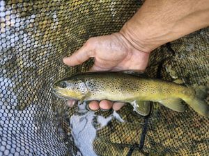Brown Trout