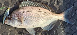 Black Seabream