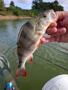 European Perch