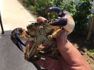 Warty Crab