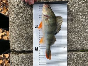 European Perch