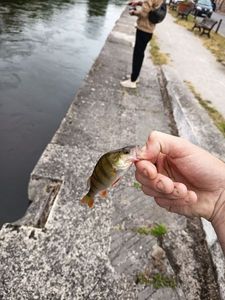 European Perch