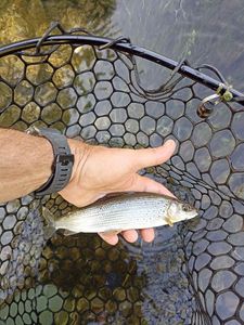 Grayling