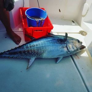 Southern Bluefin Tuna