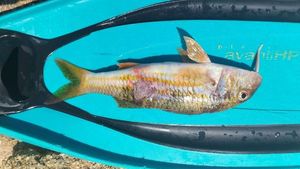 Red Mullet