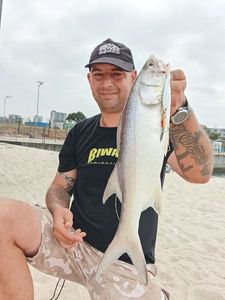Giant African Threadfin