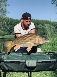 Common Carp