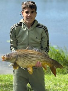 Common Carp