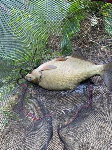 Common Bream