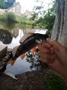 European Perch
