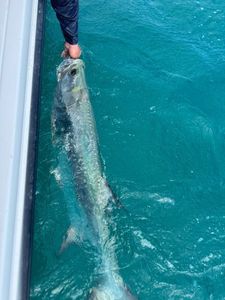 Tarpon