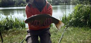 Tench