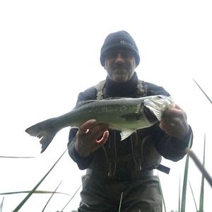 European Bass (Seabass)