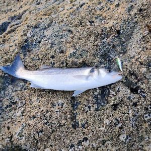 European Bass (Seabass)
