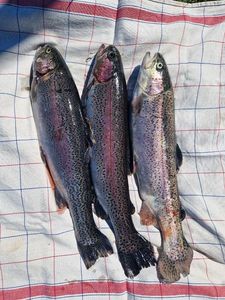 Rainbow Trout