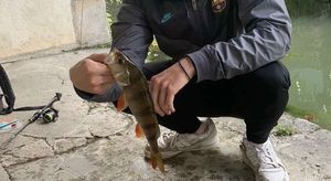 European Perch