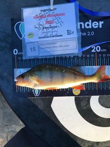 European Perch