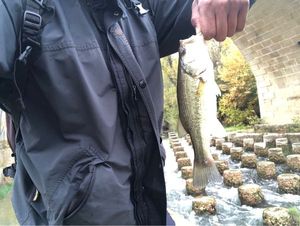 Largemouth Bass