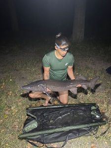 Sturgeon