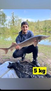 Sturgeon