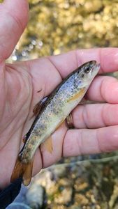 Brown Trout