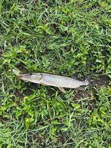 Northern Pike