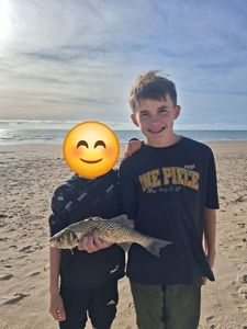 Spotted Seabass