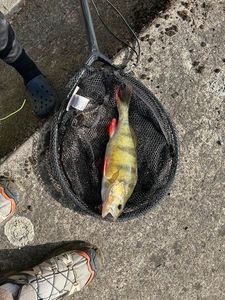 European Perch