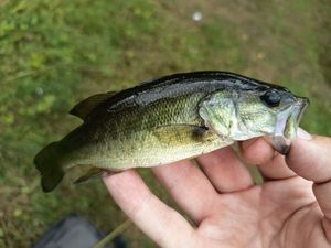 Largemouth Bass