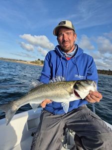 European Bass (Seabass)